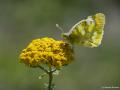 Zegris eupheme (Zegris)